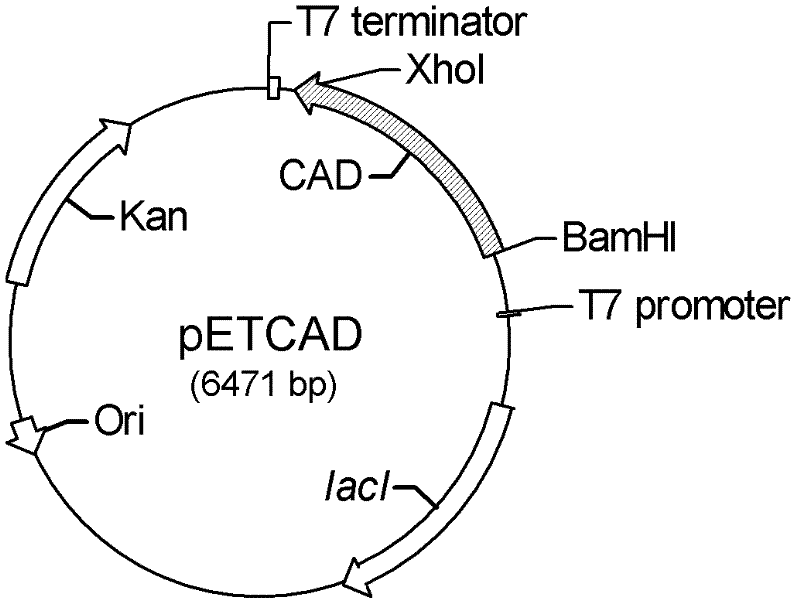 Protein with cinnamyl alcohol dehydrogenase activity and coding gene as well as application thereof