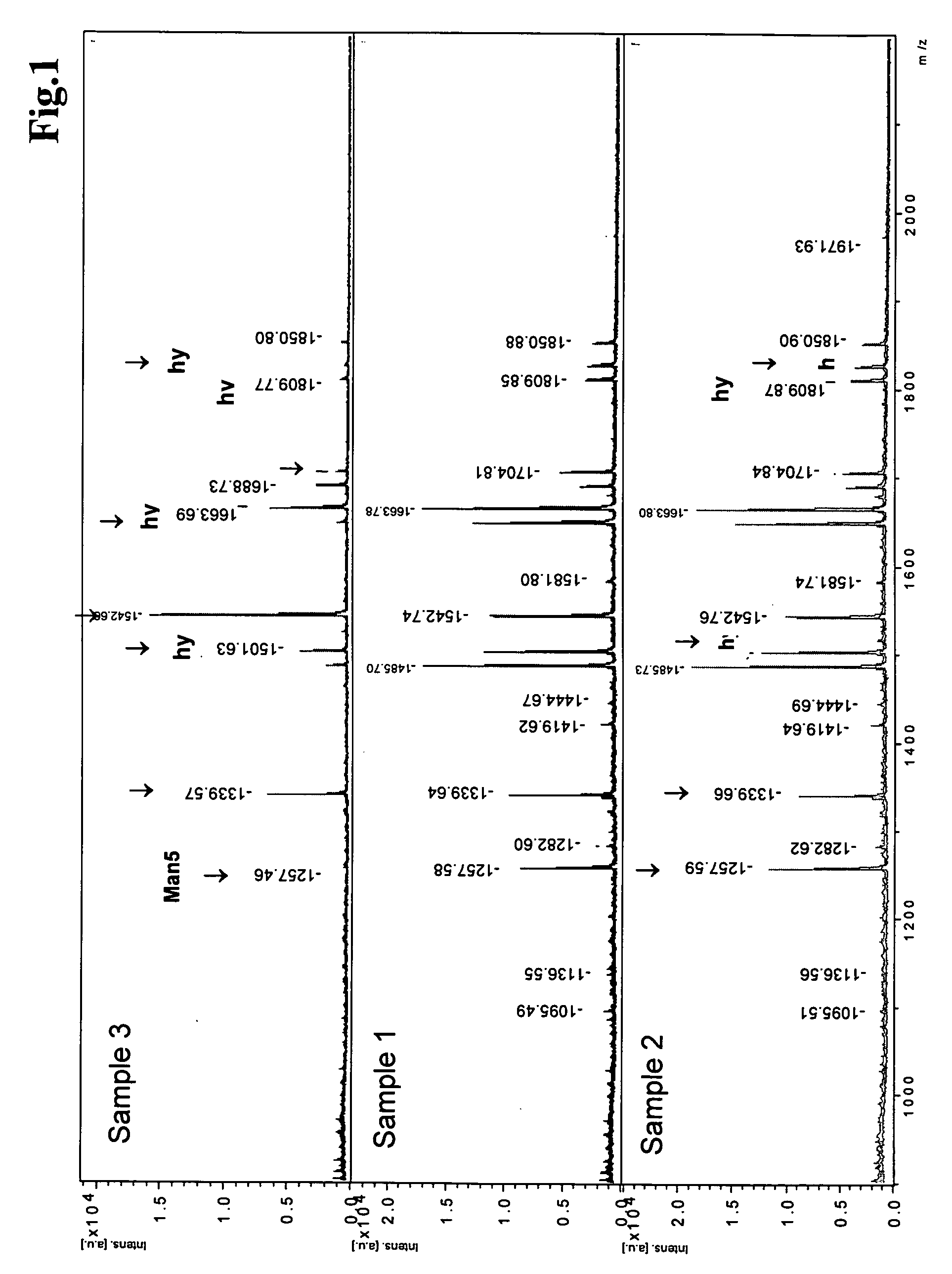 Antibodies against insulin-like growth factor I receptor and uses thereof