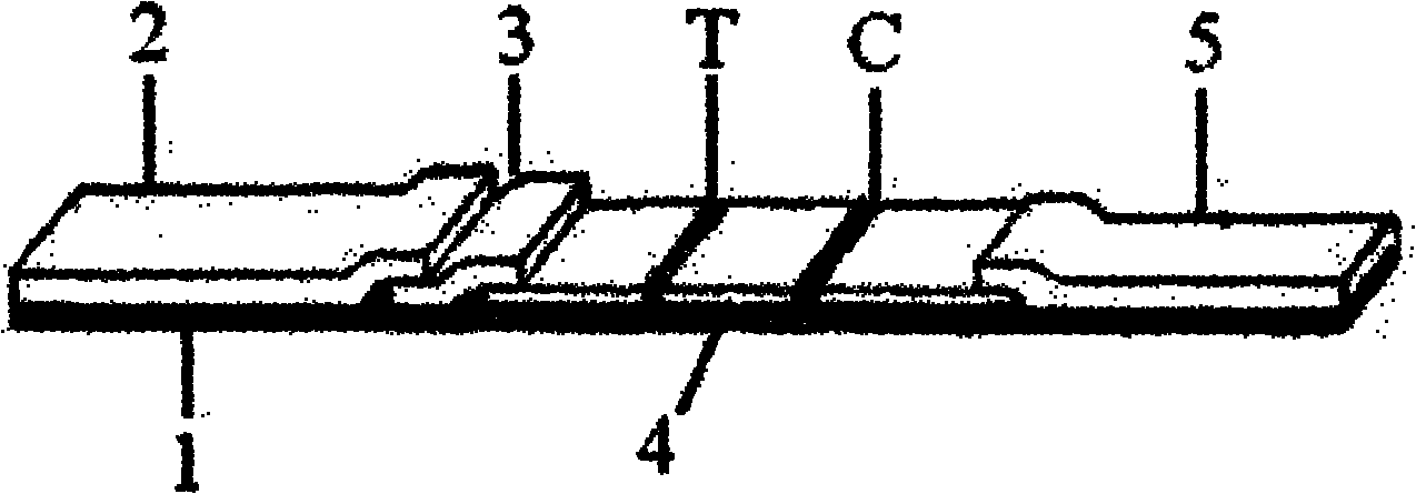 Immunochromatography test paper strip for detecting aureomycin residues in meat and aquatic products and preparation method thereof