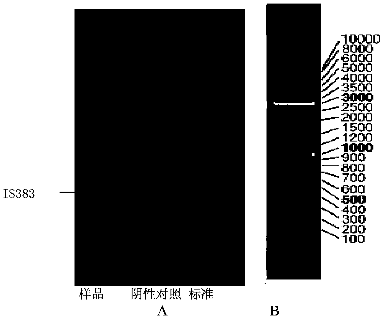 Phyllobacterium myrsinacearum