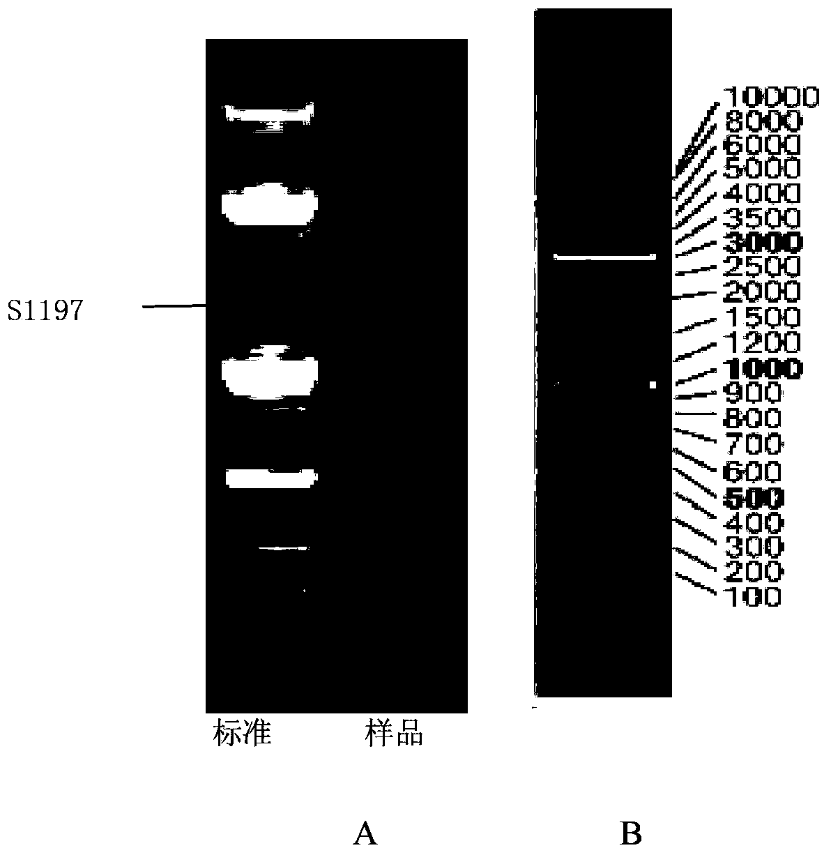 Phyllobacterium myrsinacearum