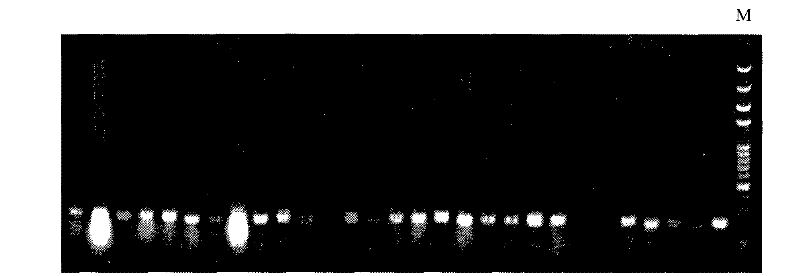 Method for acquiring molecular marker correlative with peony type character and special primer used thereof