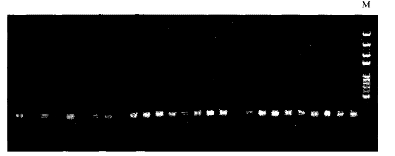 Method for acquiring molecular marker correlative with peony type character and special primer used thereof