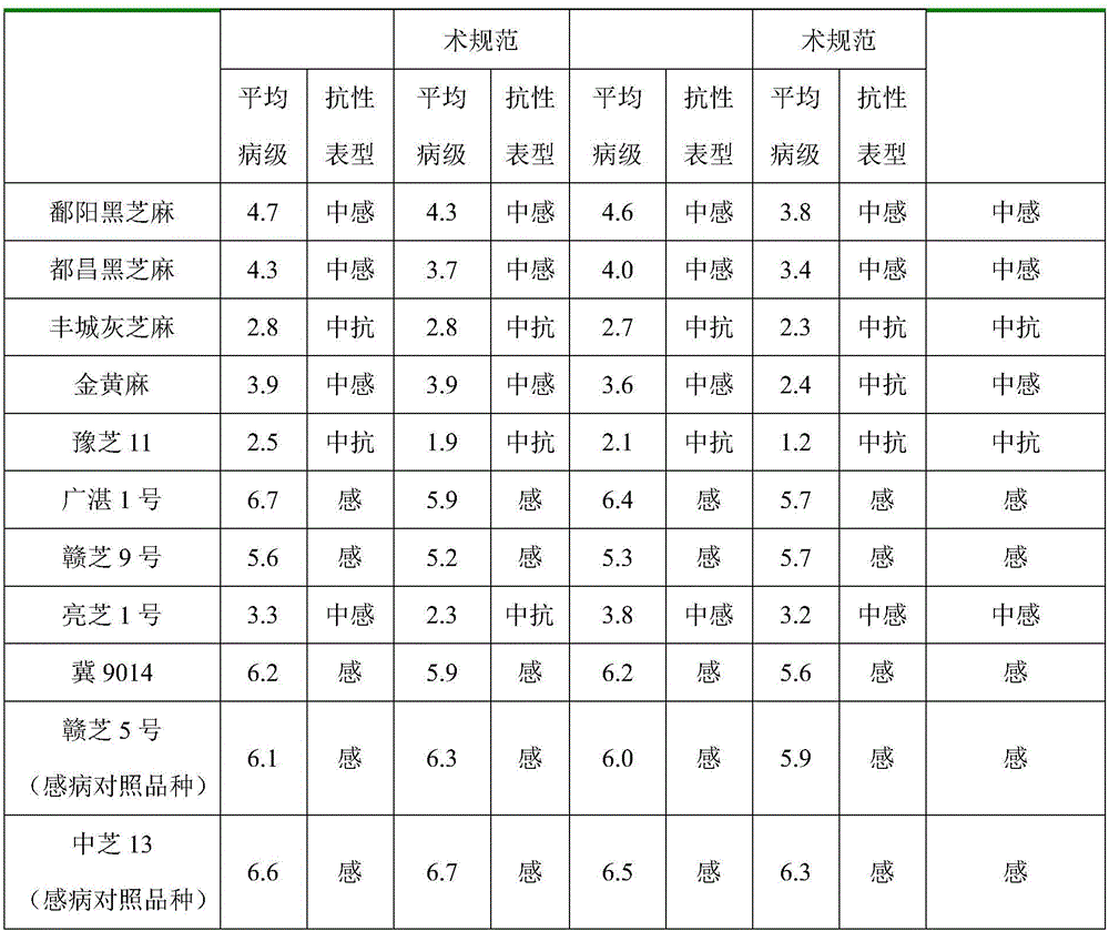 Field high-flux identification method for bacterial wilt resistance of sesamum indicum varieties