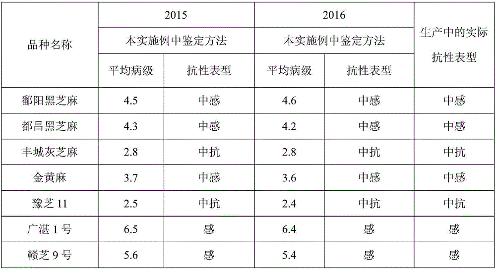 Field high-flux identification method for bacterial wilt resistance of sesamum indicum varieties