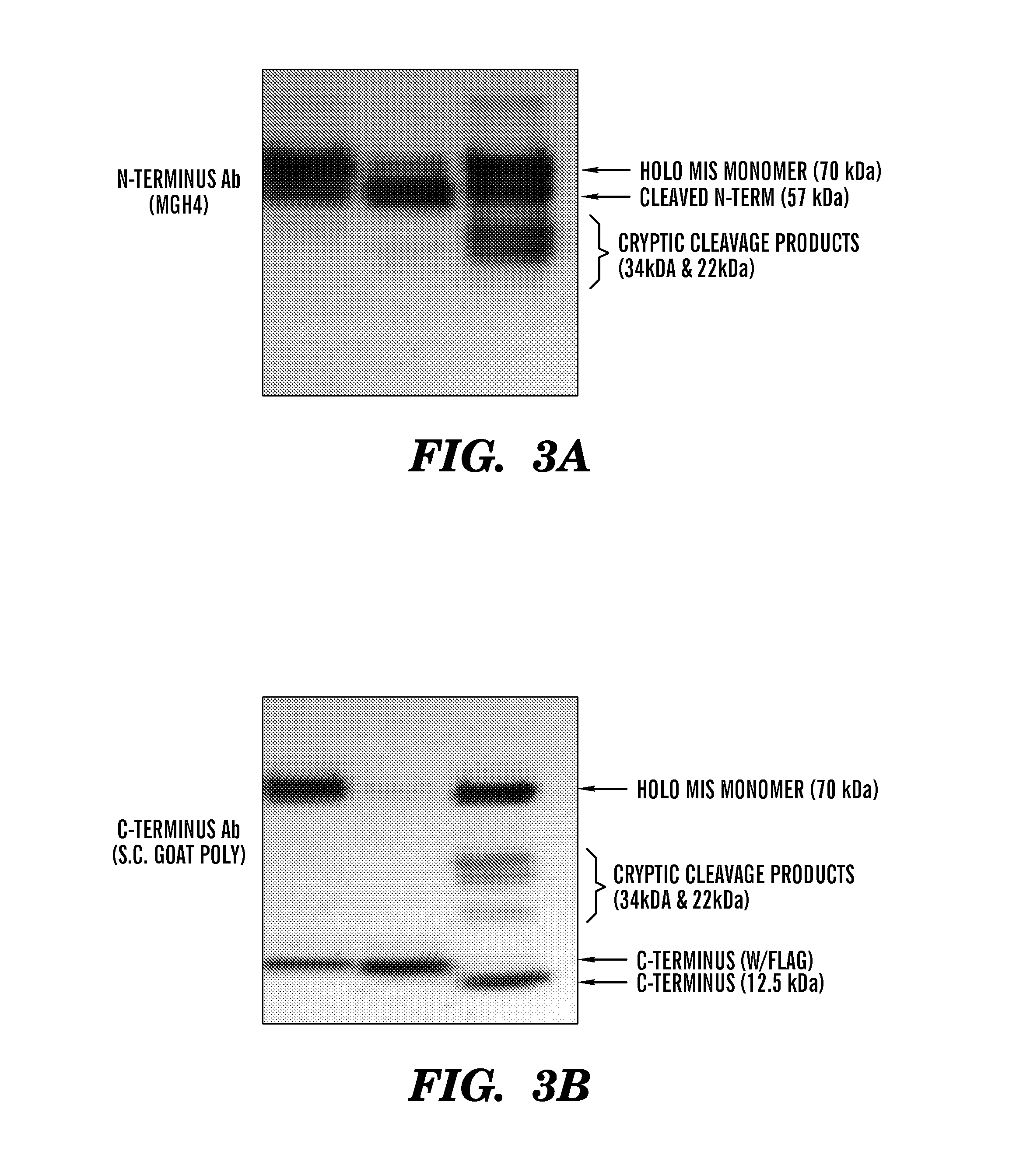 Modified mullerian inhibiting substance (MIS) proteins and uses thereof for the treatment of diseases