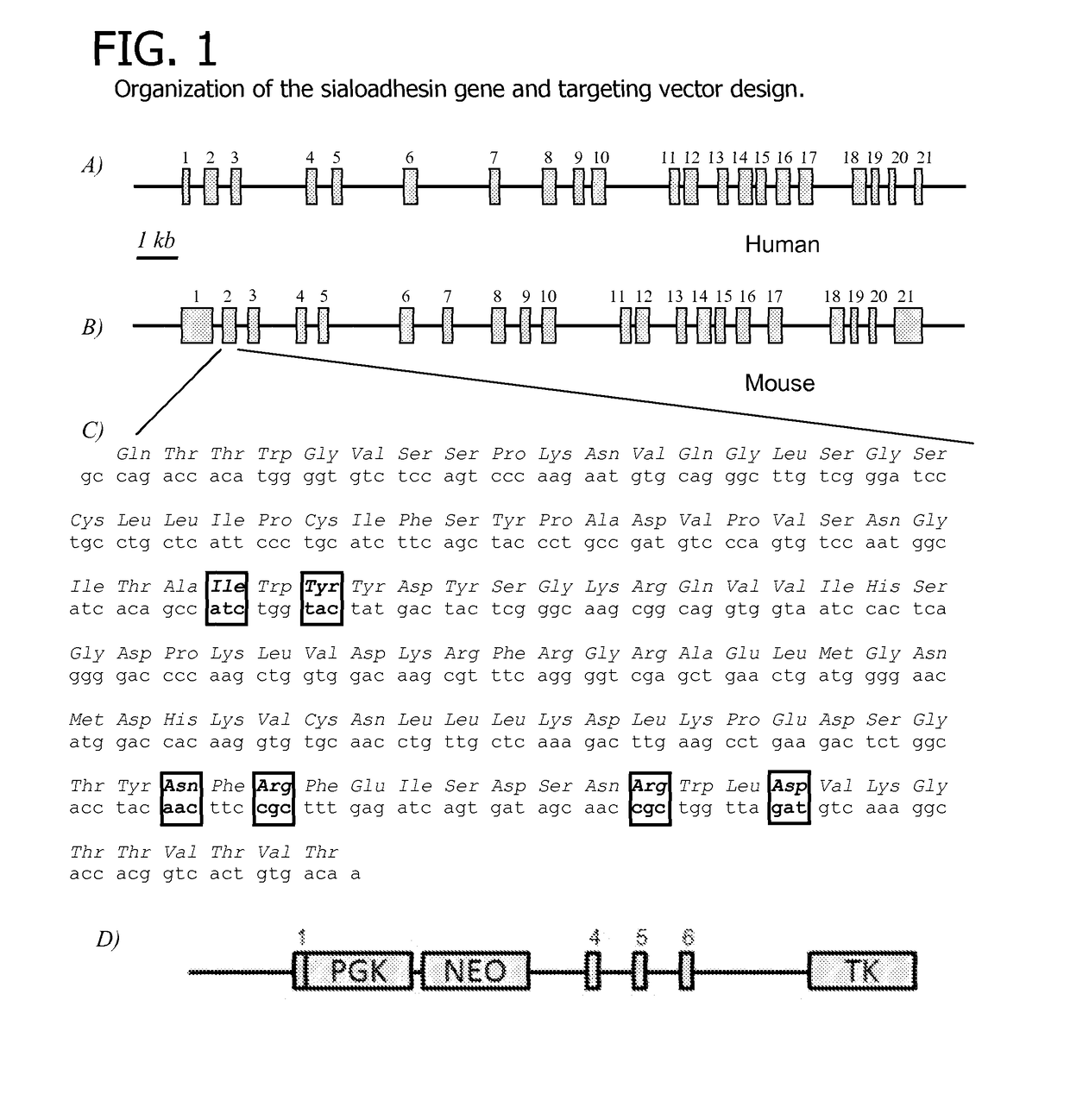 Porcine reproductive and respiratory syndrome virus resistant animals