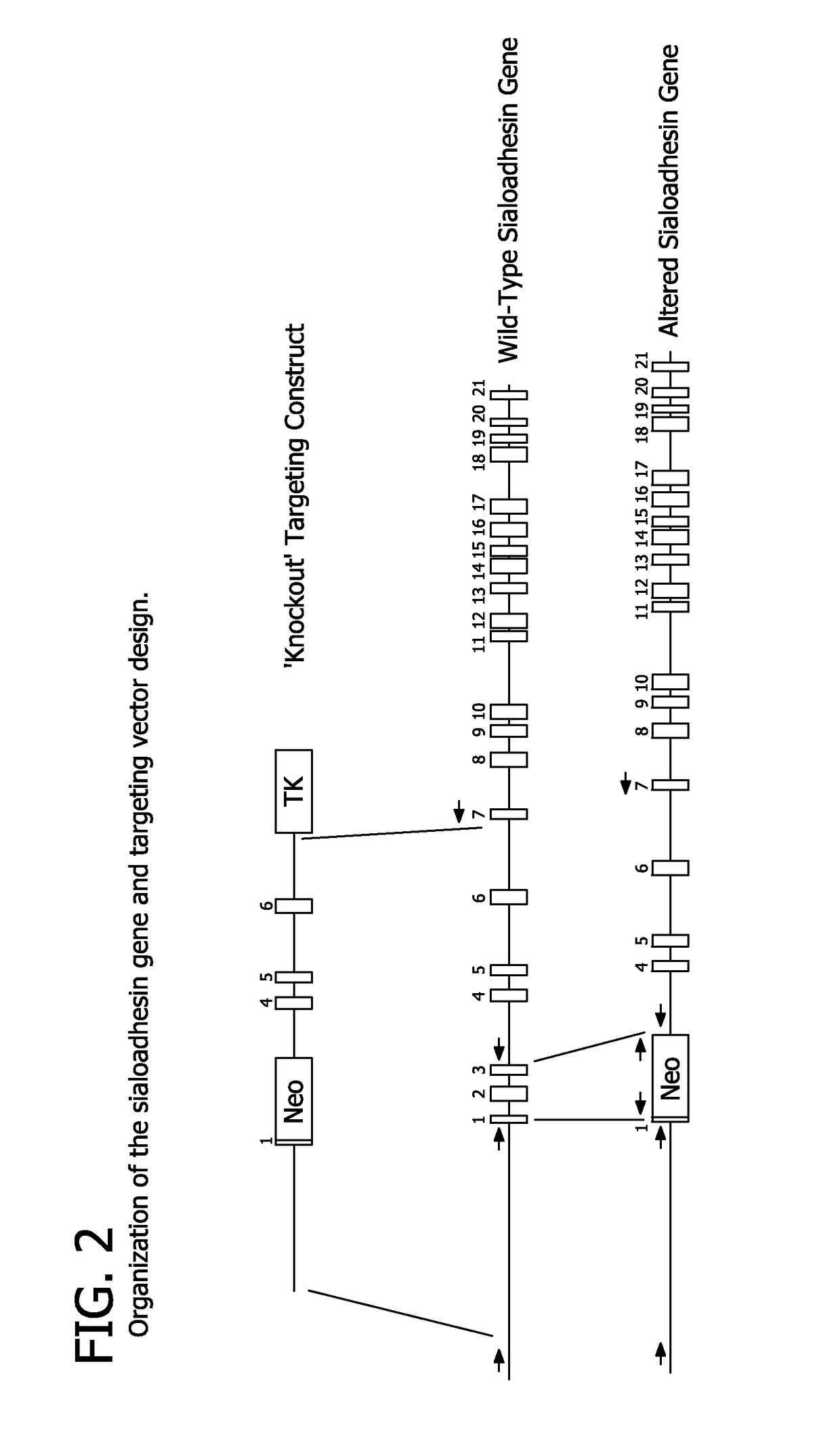 Porcine reproductive and respiratory syndrome virus resistant animals