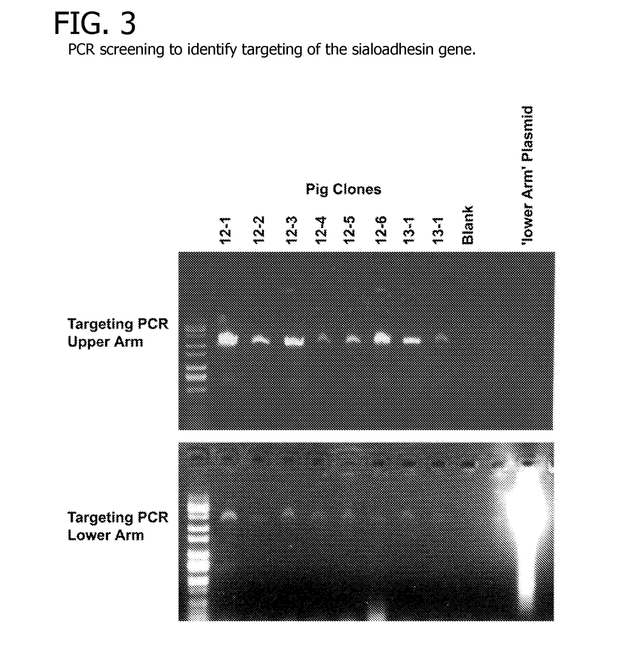 Porcine reproductive and respiratory syndrome virus resistant animals