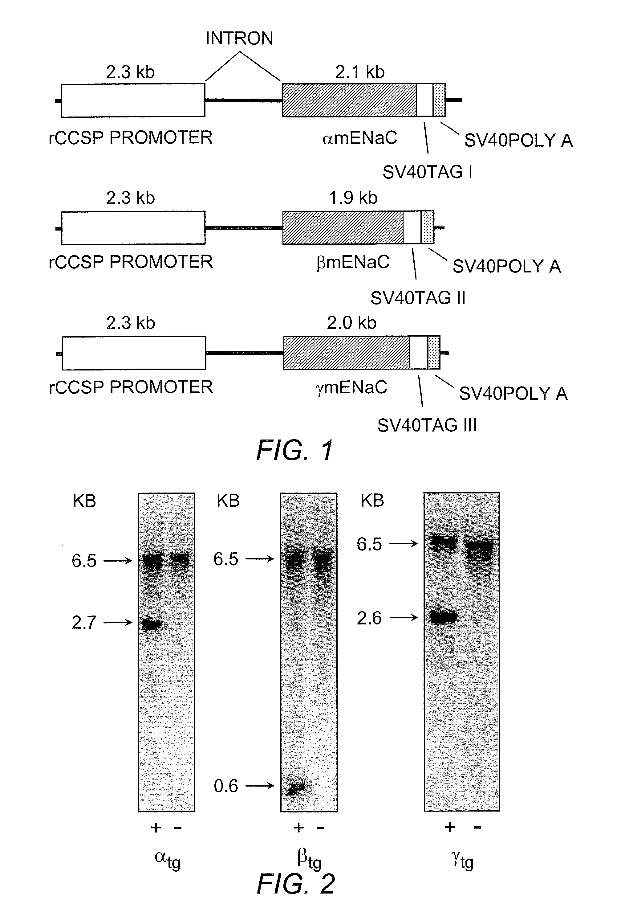 Animal model for chronic obstructive pulmonary disease and cystic fibrosis