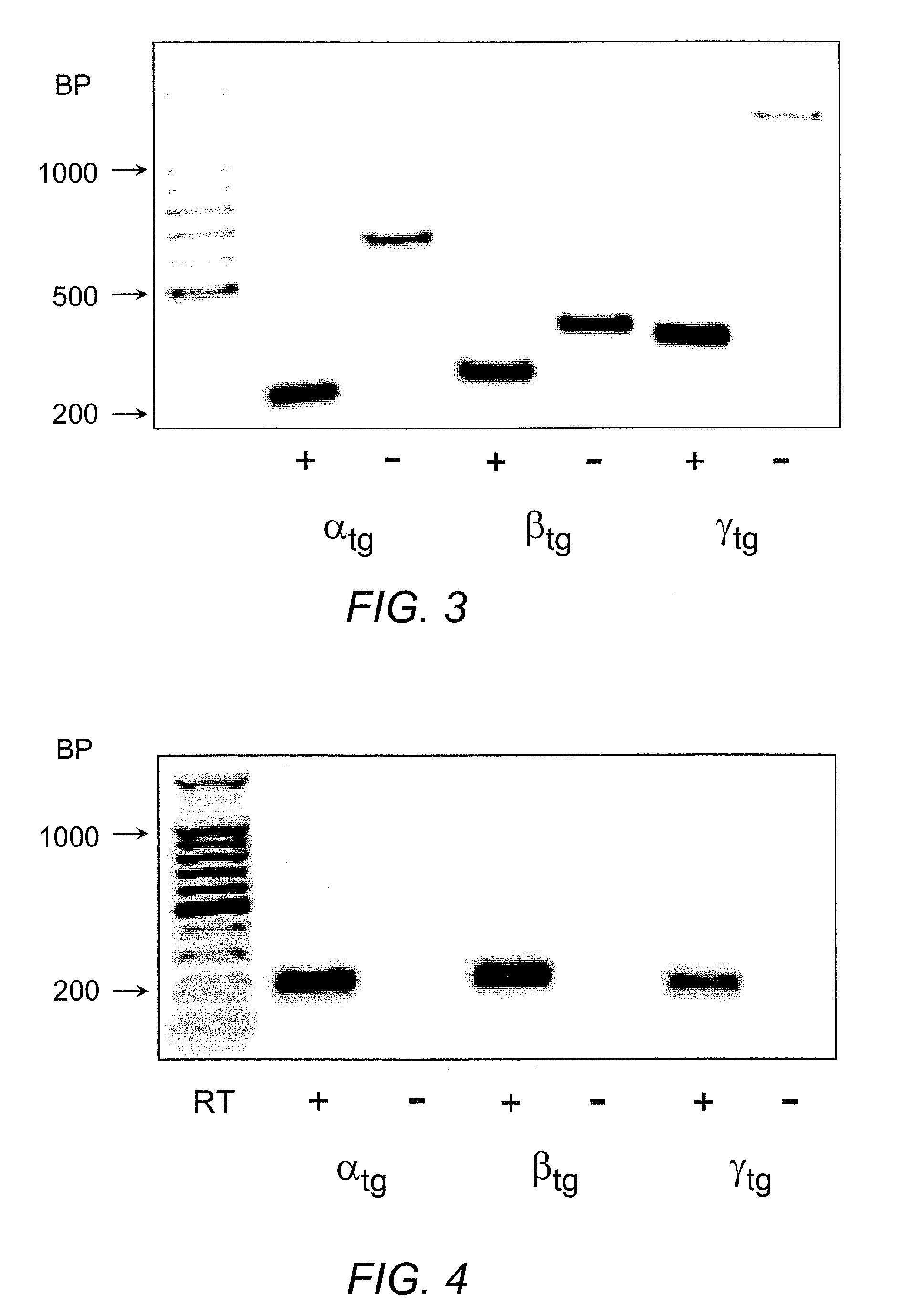 Animal model for chronic obstructive pulmonary disease and cystic fibrosis