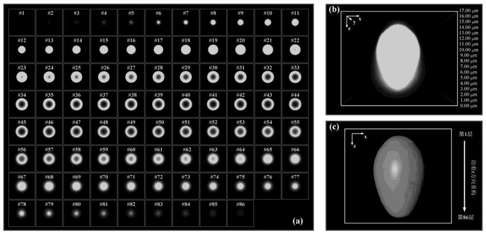 Accurate three-dimensional cell morphology recovery method based on depth change point spread function