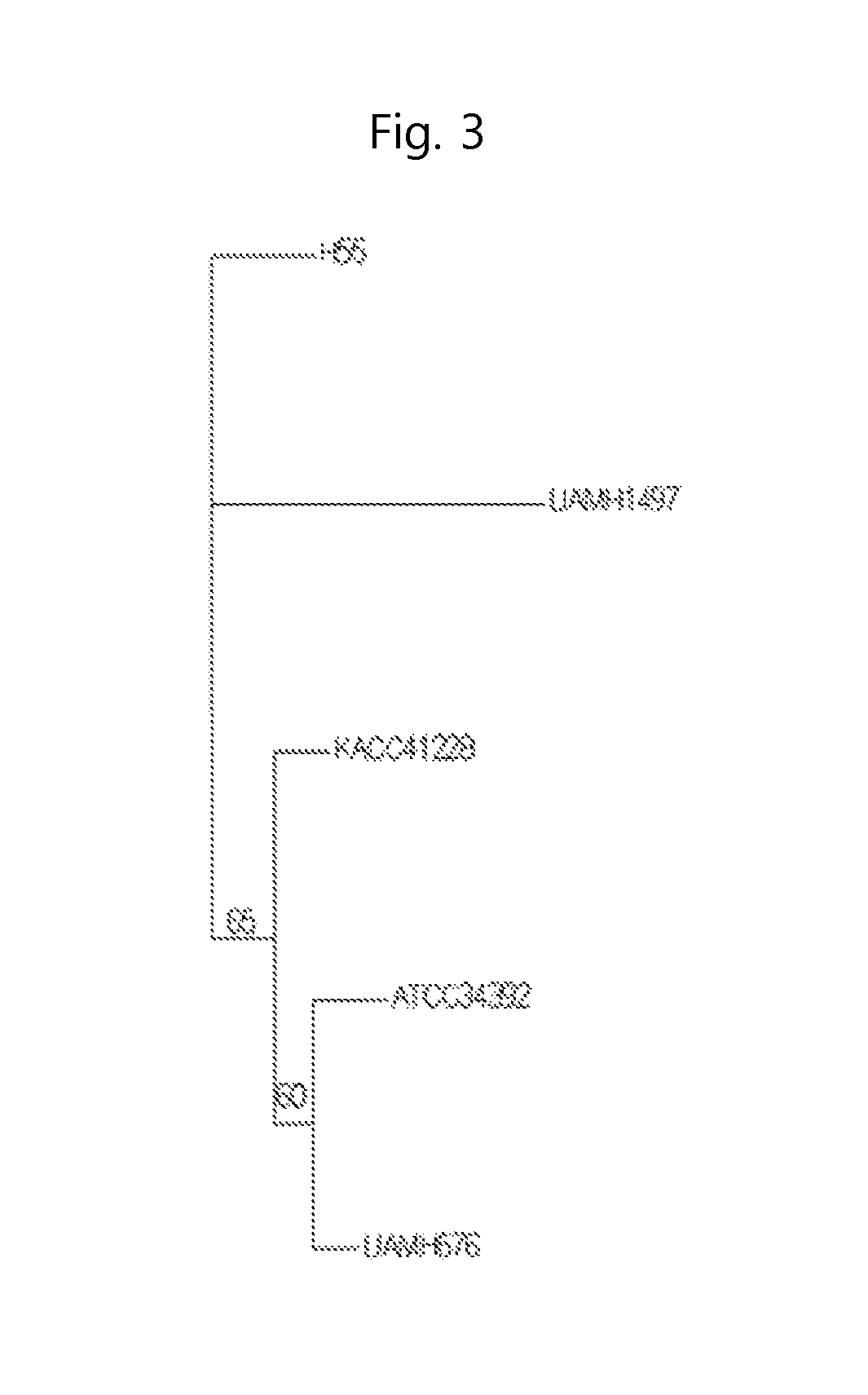 Xylogone ganodermophthora strain with antifungal activity, and composition including same for preventing plant diseases