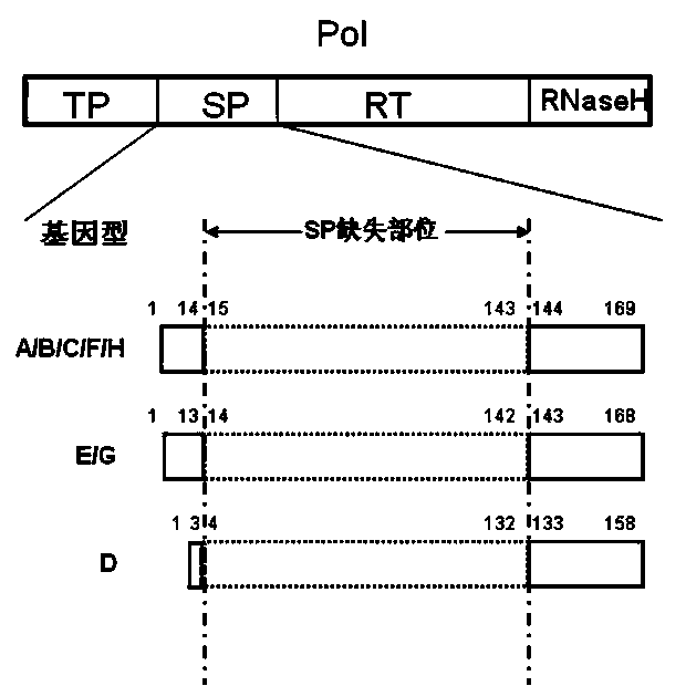 Efficiently-replicated human hepatitis B virus recombinant vector and application thereof