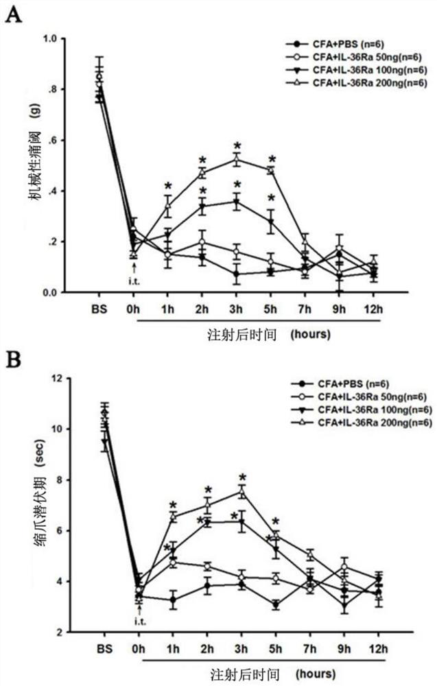 Application of antagonist of il-36r in preparation of analgesic medicine