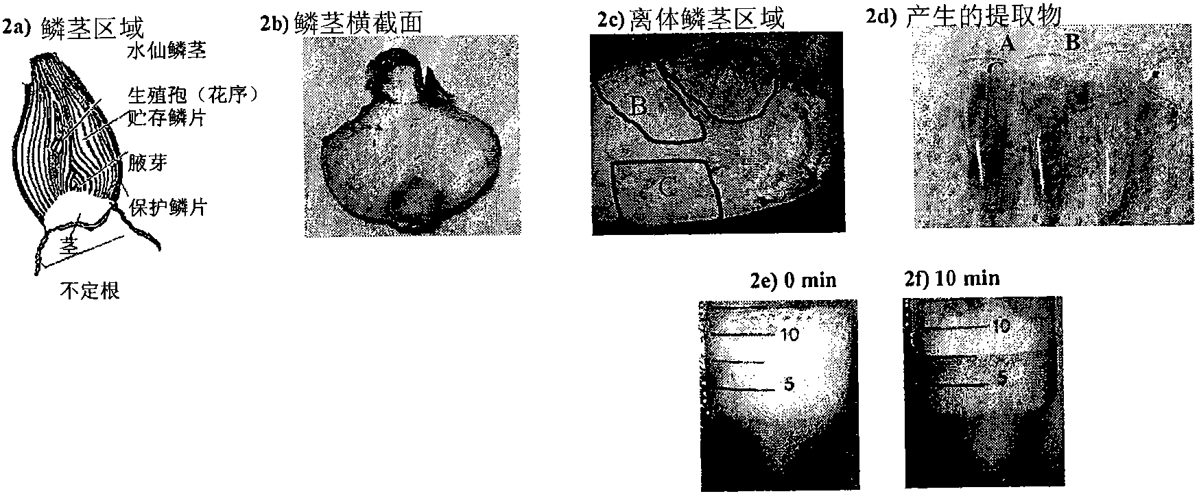 Compositions comprising ARNOX-inhibitors for the inhibition of reactive oxygen species