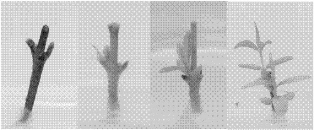 Primary tissue culture medium for daphne genkwa stem explant