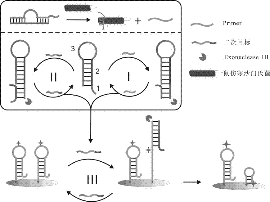 Electrochemical biosensor for detecting Salmonella typhimurium and preparation method thereof