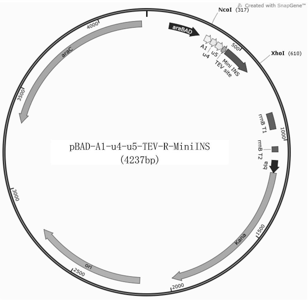 Fusion protein containing fluorescent protein fragment and application of fusion protein