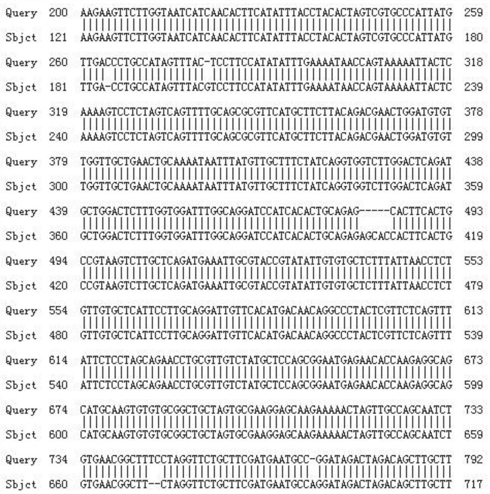 A molecular marker, primer and application thereof tightly linked to rice high resistant starch content gene sbe3-rs