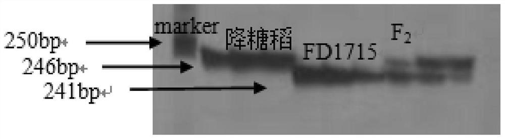 A molecular marker, primer and application thereof tightly linked to rice high resistant starch content gene sbe3-rs