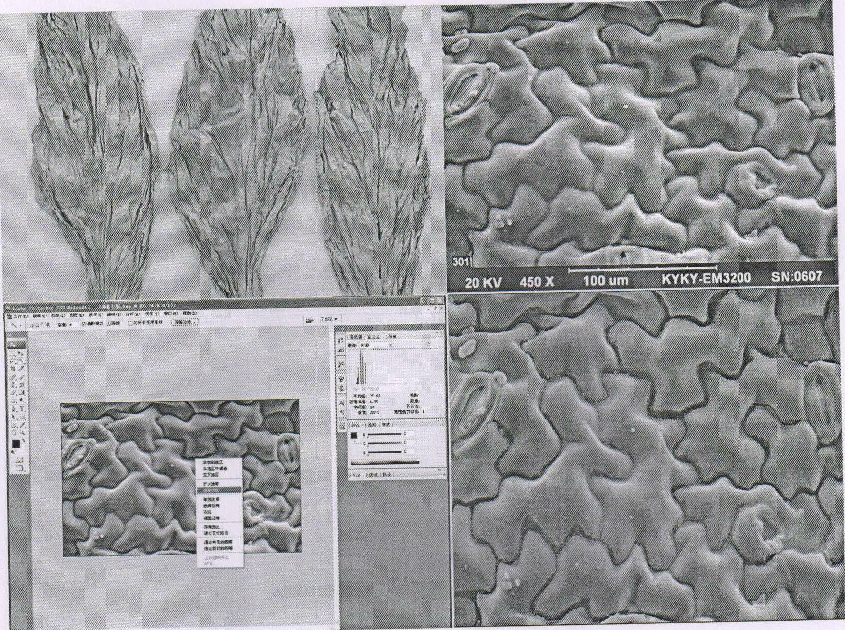 Method for measuring surface intercellular spaces of baked tobacco leaves by means of software Photoshop