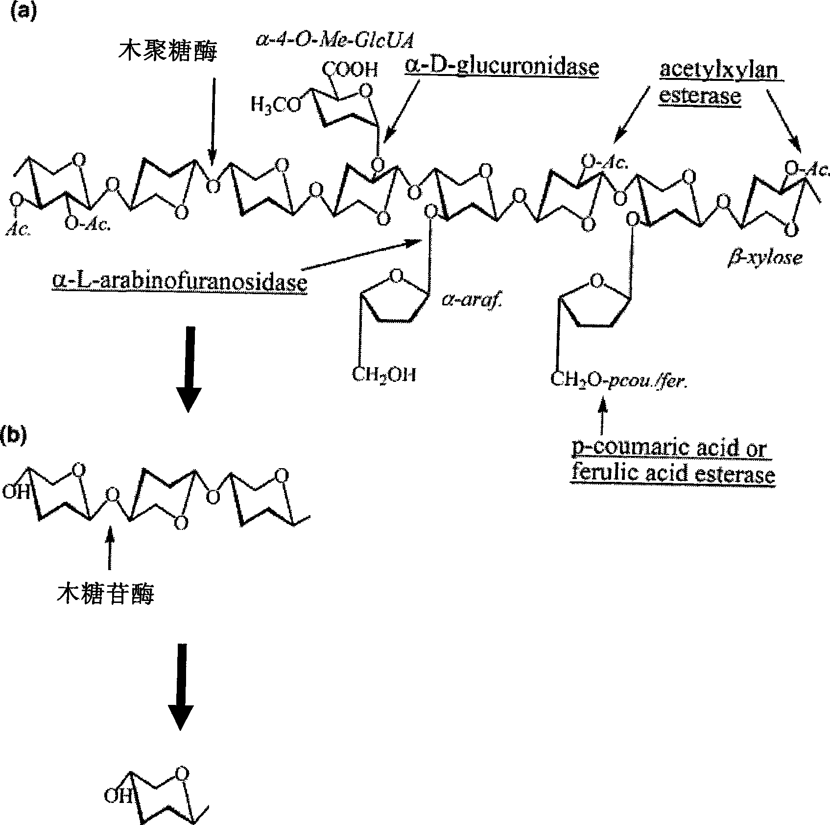 High temperature resistant xylosidase XynB1, gene encoding the enzyme and uses thereof