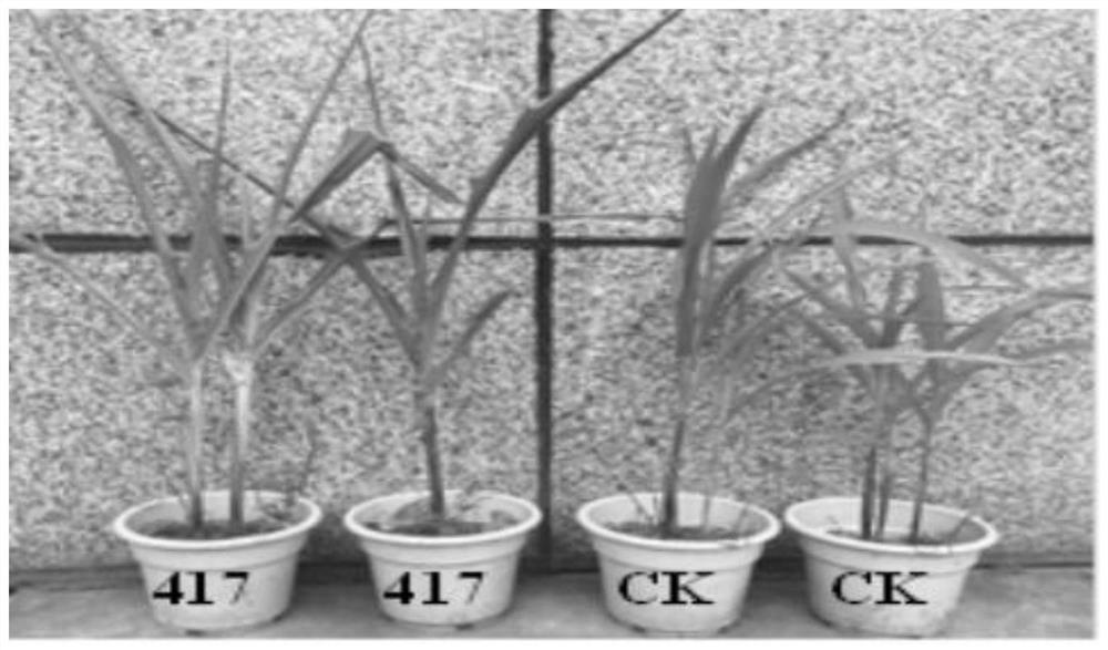 A kind of Streptomyces sicau417 and application thereof