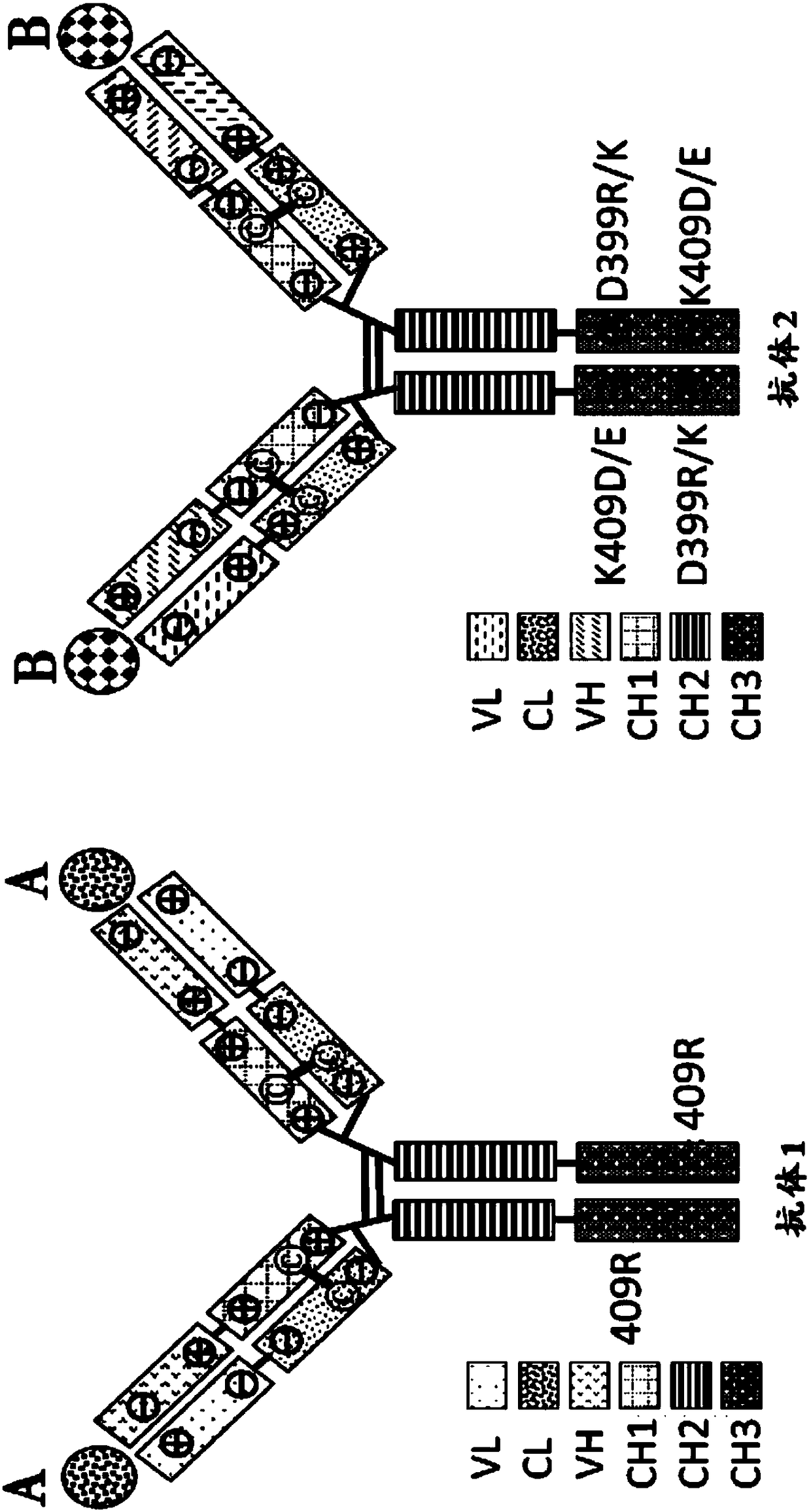 Mixtures of antibodies