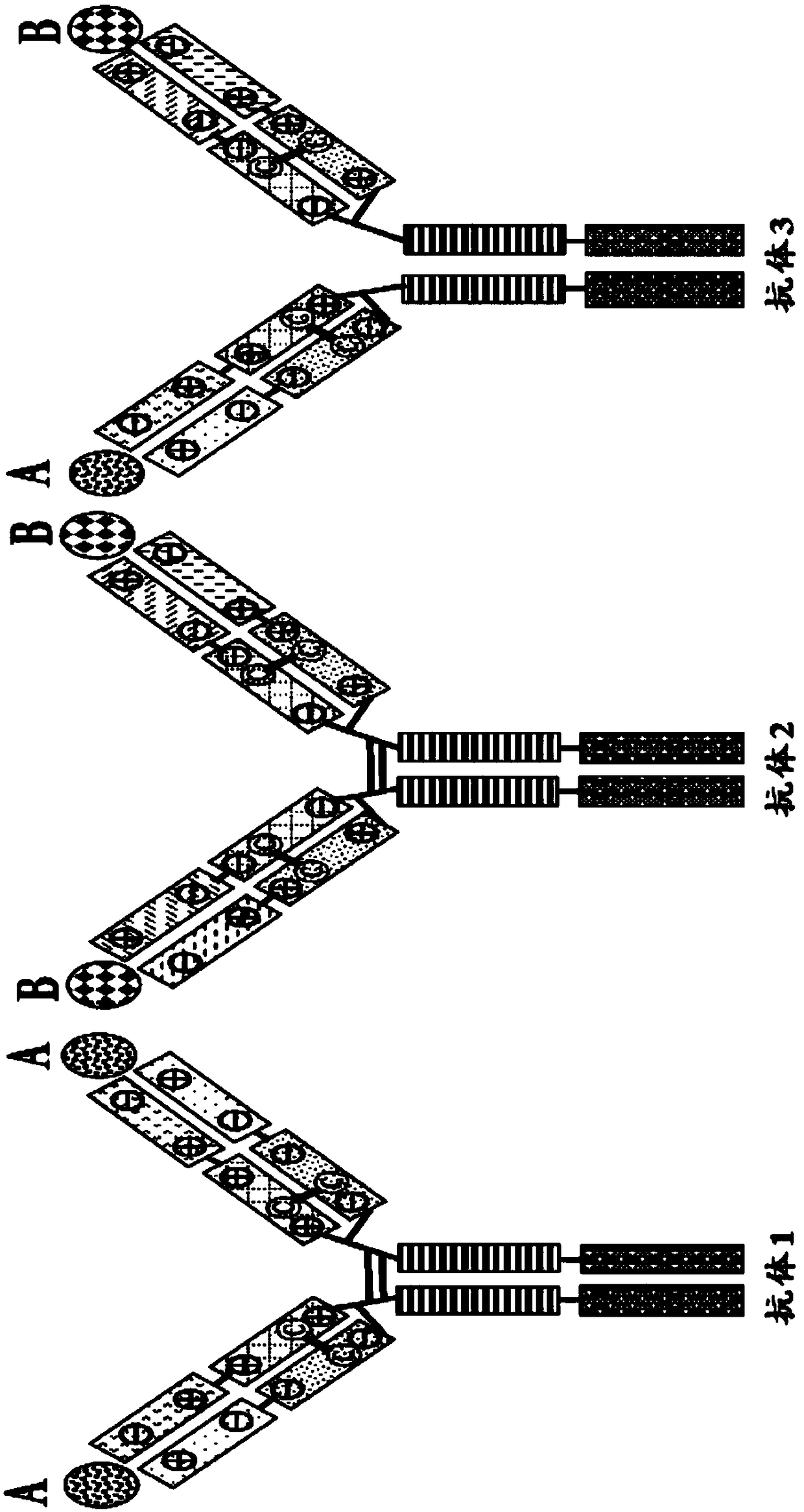 Mixtures of antibodies