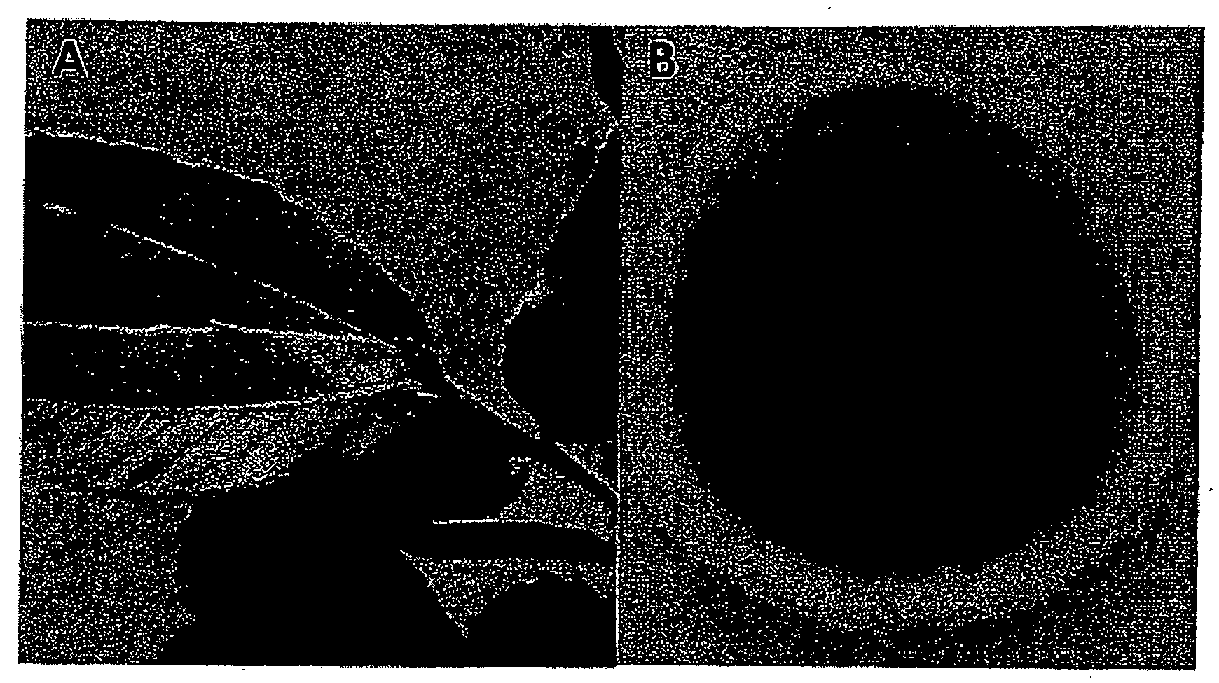 Gliocladium isolate c-13 and methods of its use for producing volatile compounds and hydrocarbons