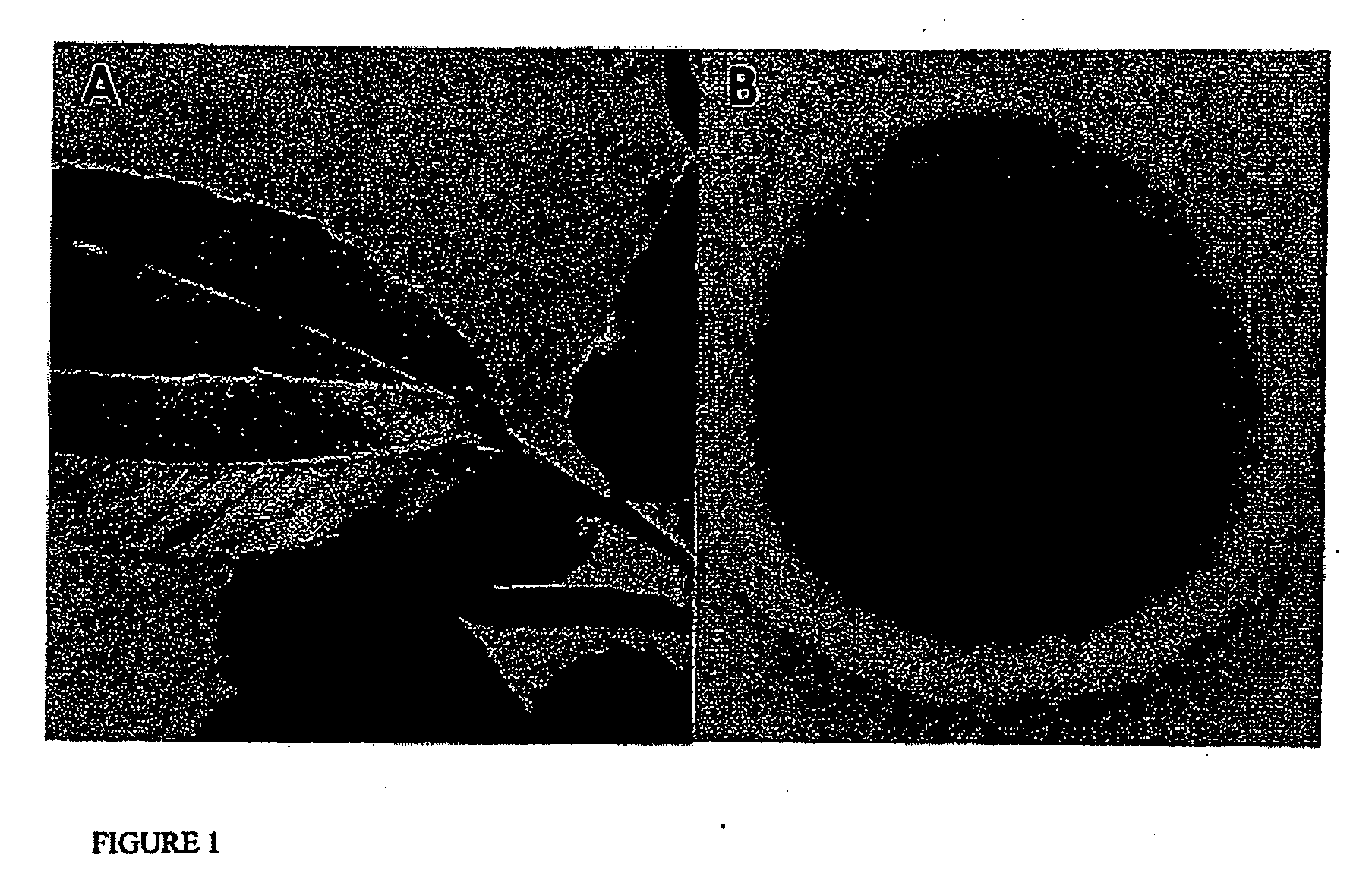 Gliocladium isolate c-13 and methods of its use for producing volatile compounds and hydrocarbons