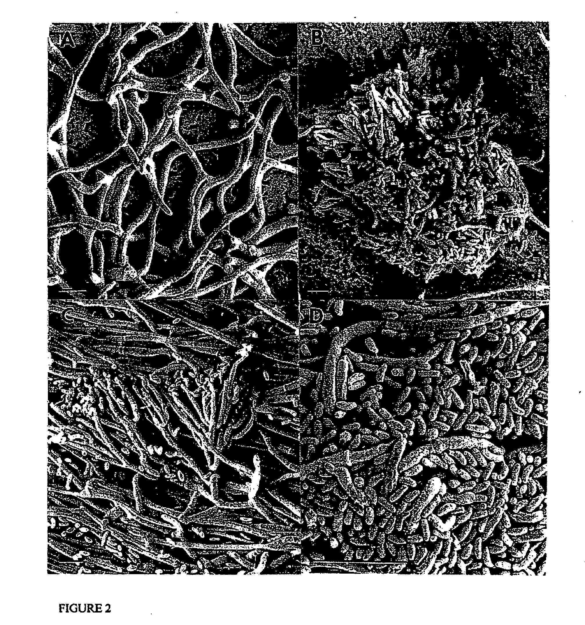 Gliocladium isolate c-13 and methods of its use for producing volatile compounds and hydrocarbons