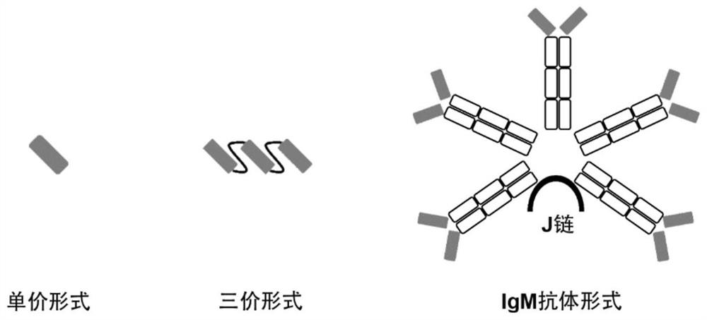 Construction body of nano antibody R14 and application thereof