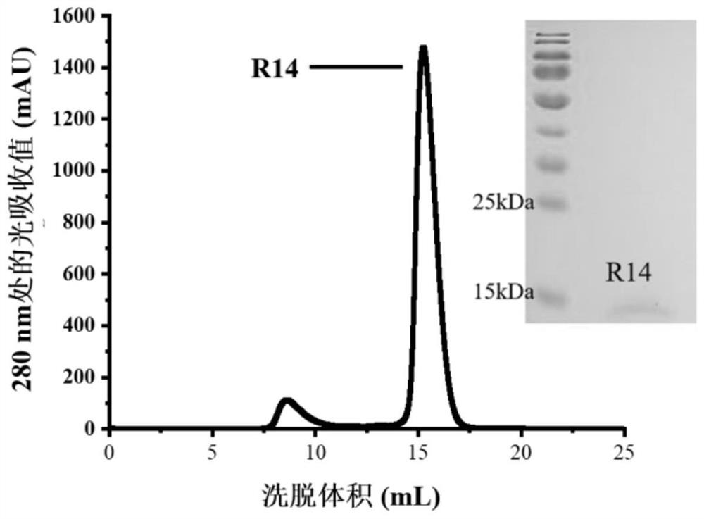 Construction body of nano antibody R14 and application thereof