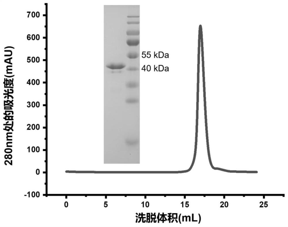 Construction body of nano antibody R14 and application thereof