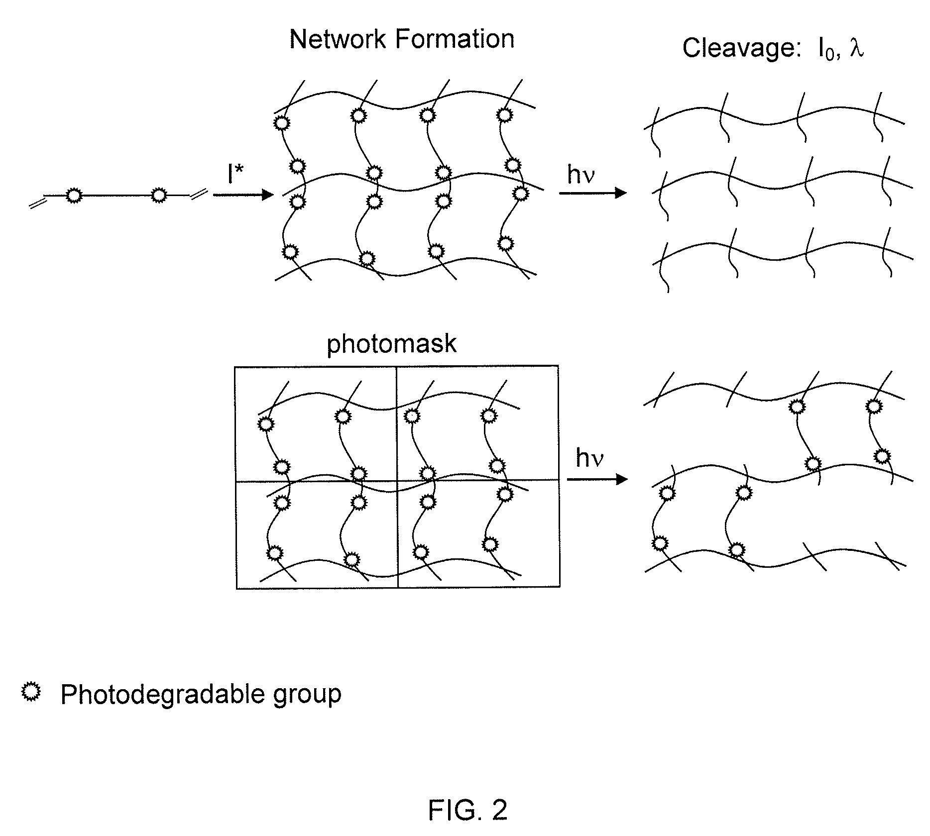 Photodegradable groups for tunable polymeric materials