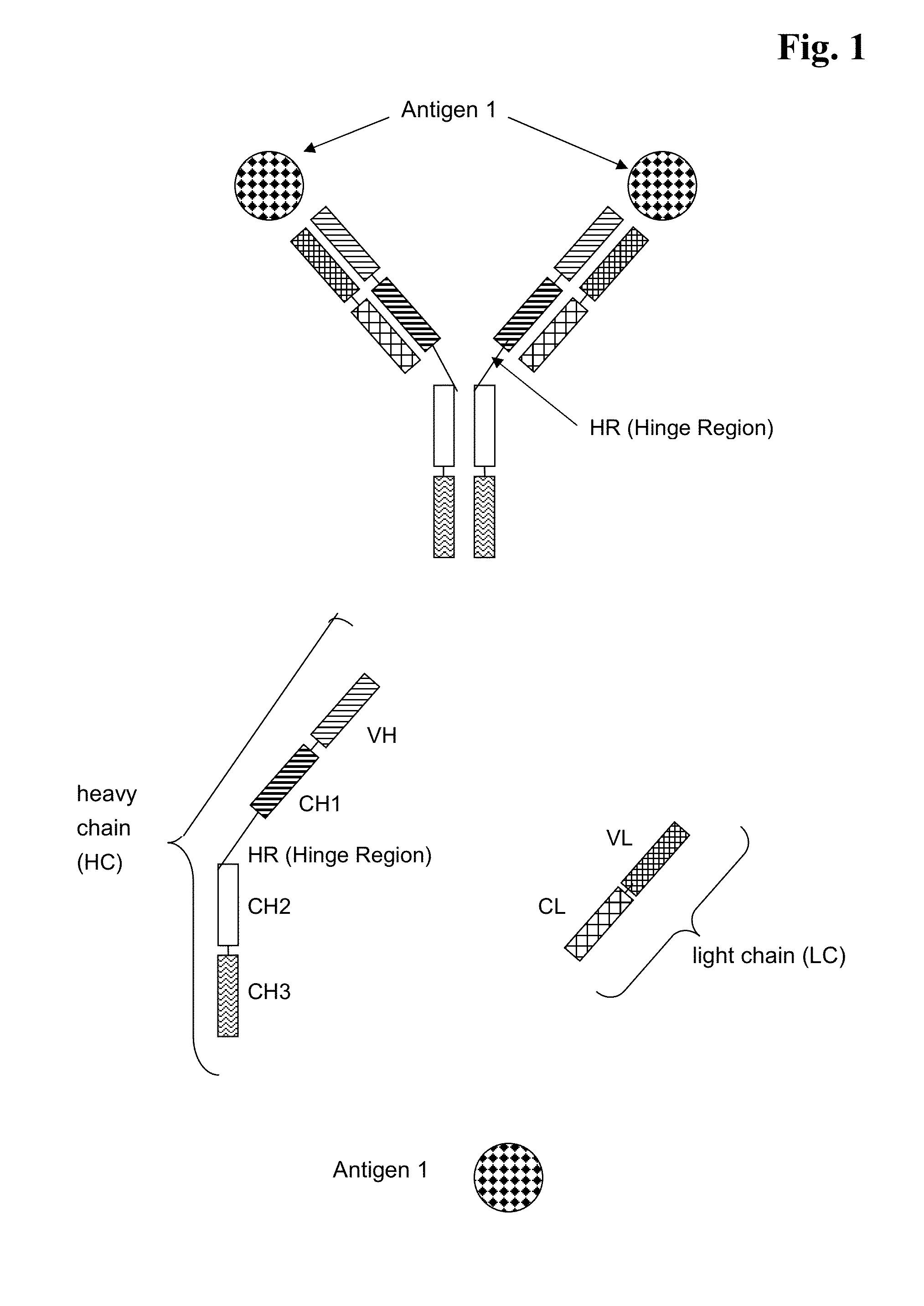 Bispecific Anti ErbB2/Anti cMet Antibodies