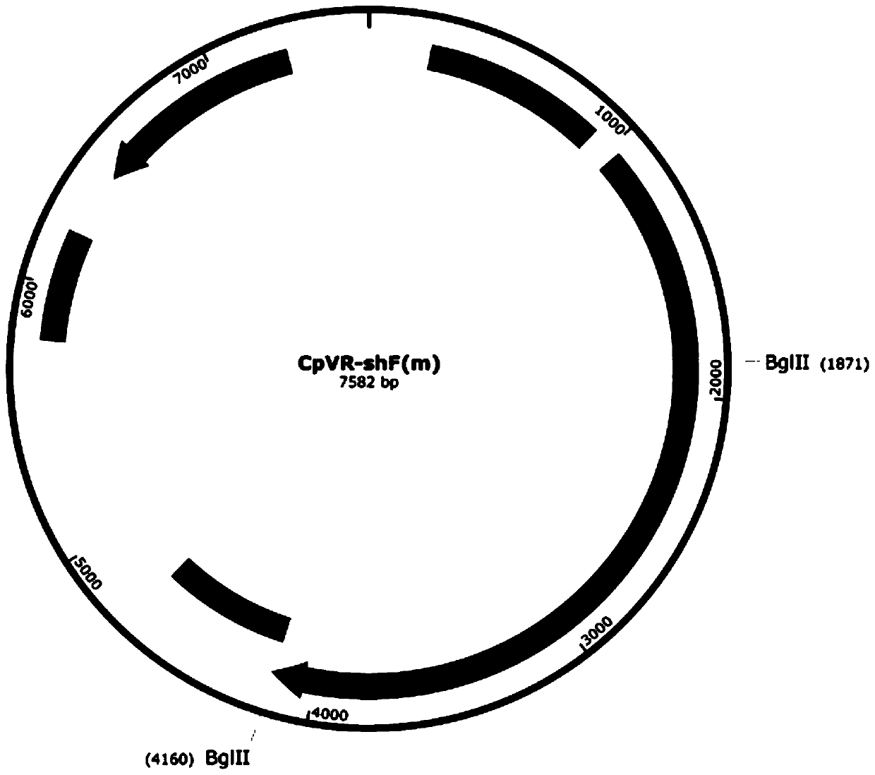 Application of sequence-optimized secreted form FAPalpha-based tumor DNA vaccine