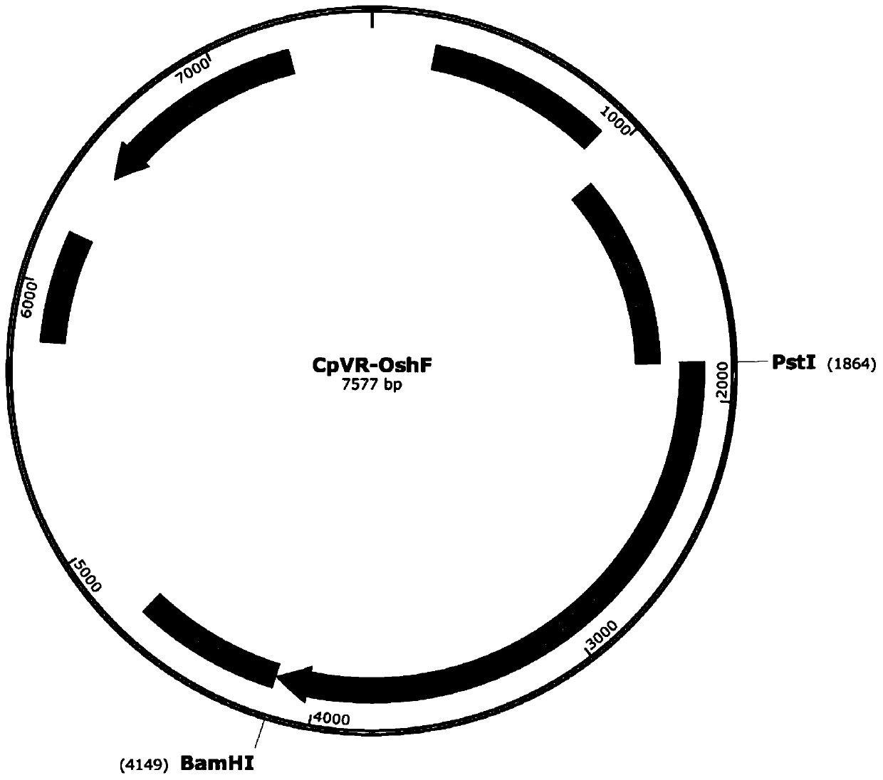 Application of sequence-optimized secreted form FAPalpha-based tumor DNA vaccine