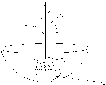 Anti-drought plant cultivation method