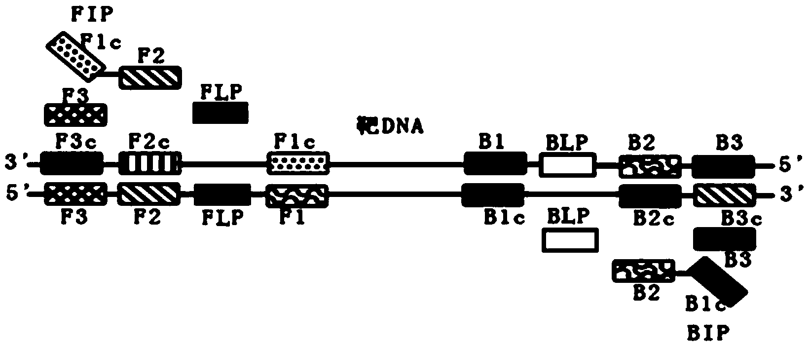 Primer group for gonococci detection, kit containing primer group and application thereof