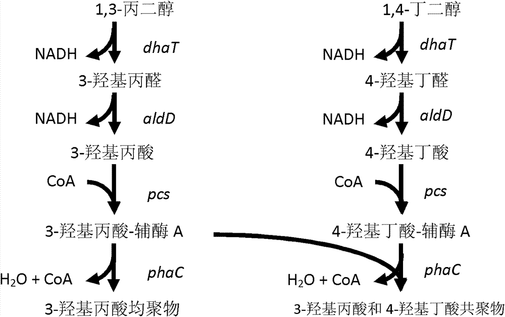 Recombinant strain for producing 3-hydracrylic acid homopolymer and/or 3-hydracrylic acid copolymer and application thereof