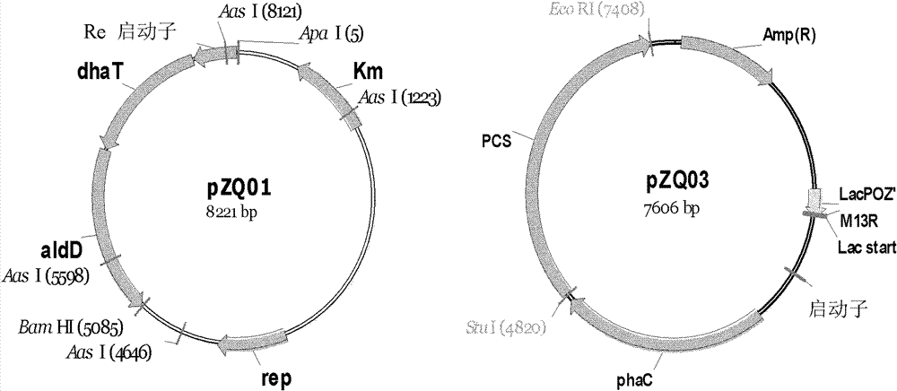 Recombinant strain for producing 3-hydracrylic acid homopolymer and/or 3-hydracrylic acid copolymer and application thereof