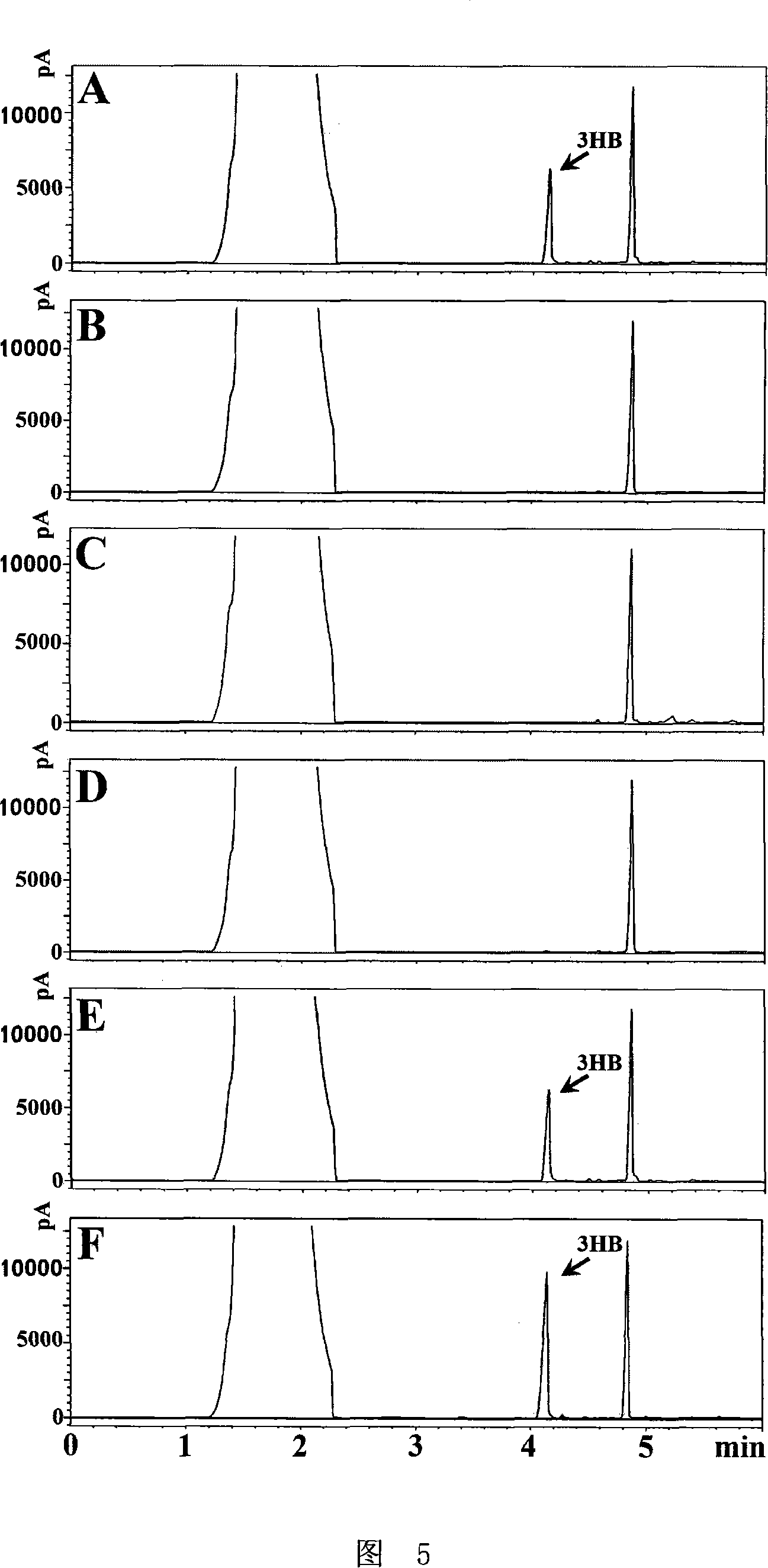 Extremely halophilic archaea polyhydroxy fatty acid ester synthases and encoding gene and application