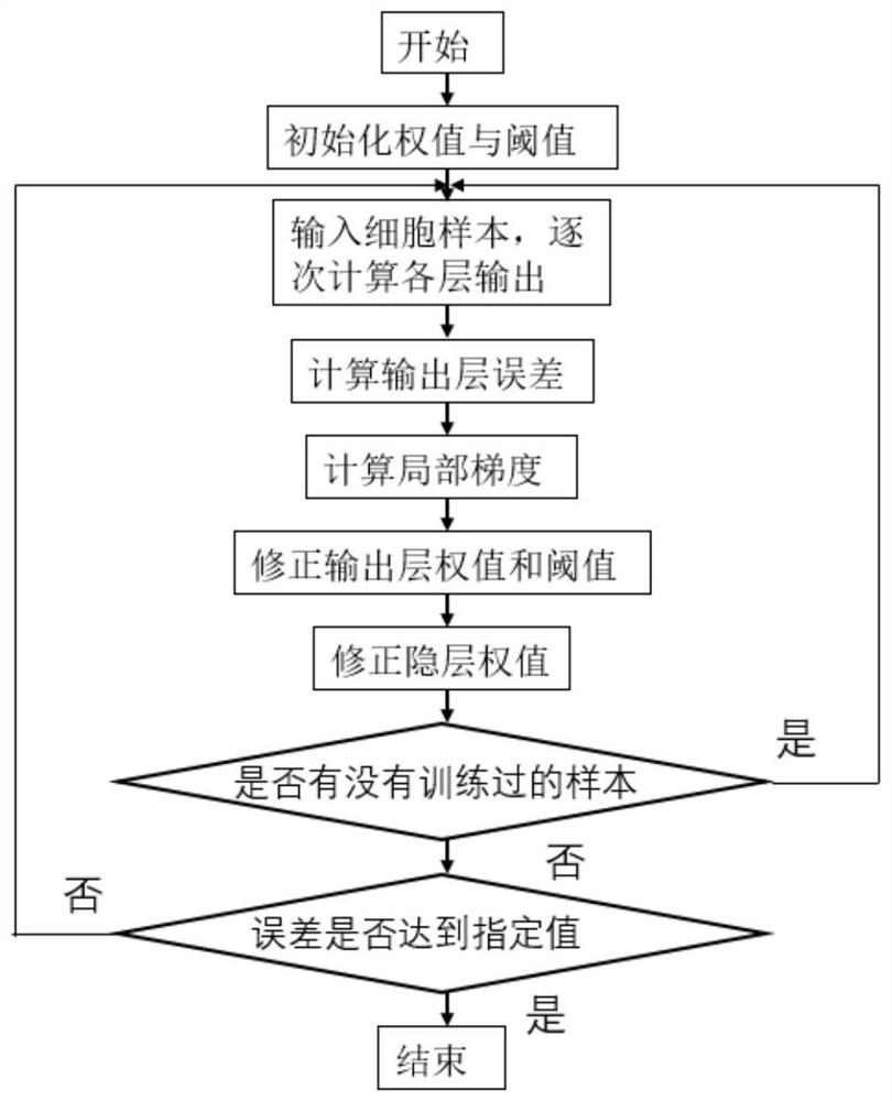 Cancer cell identification and diagnosis system