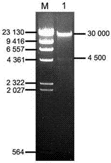 Method for constructing and packaging bovine PDHB gene overexpression recombinant adenovirus vector