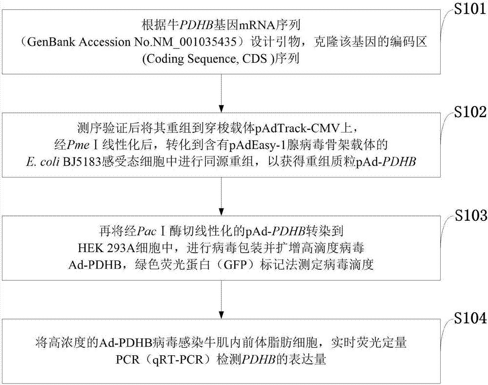 Method for constructing and packaging bovine PDHB gene overexpression recombinant adenovirus vector