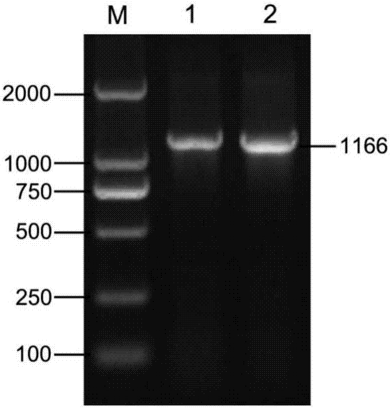 Method for constructing and packaging bovine PDHB gene overexpression recombinant adenovirus vector