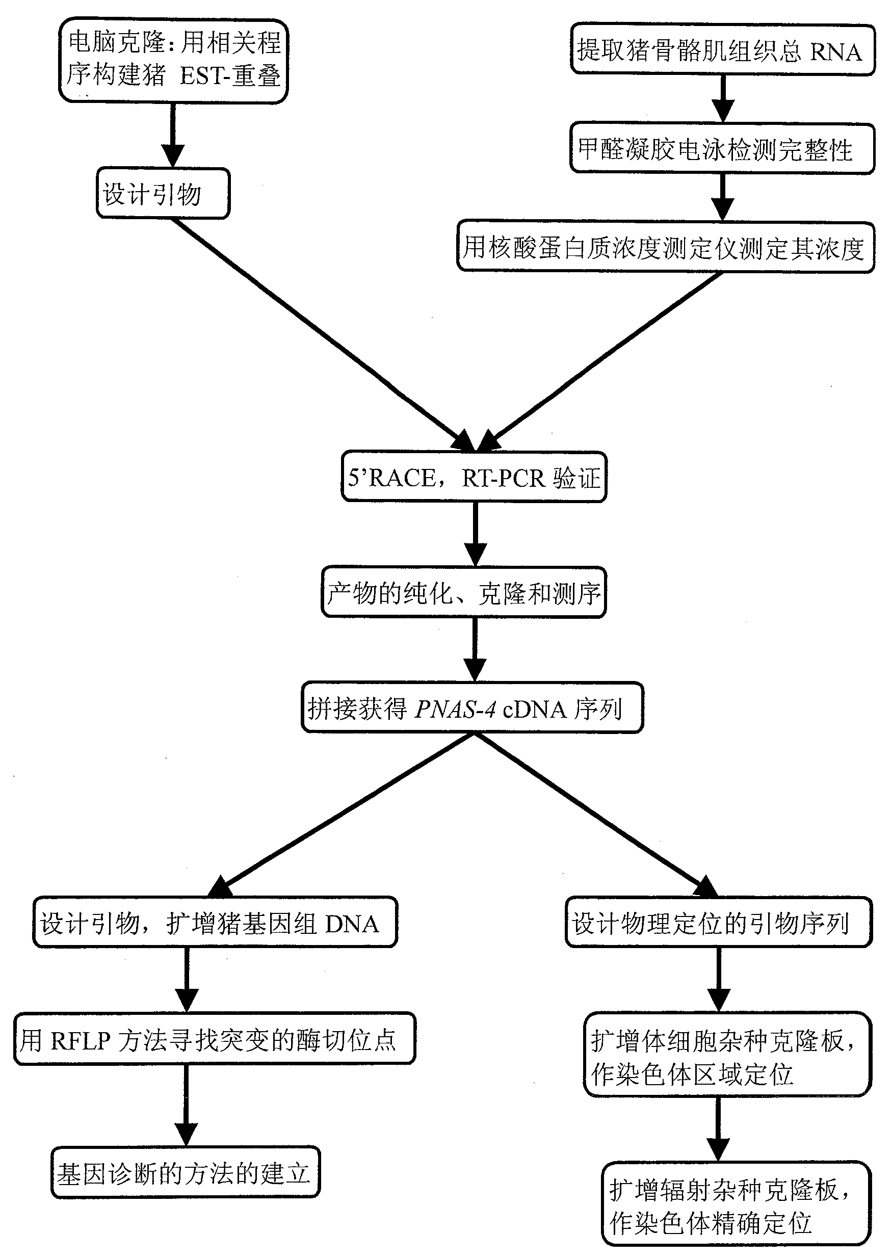 Pig fat deposition related protein and encoding genes and use thereof